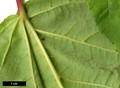 SpeciesSub: 'Elephants Ear' (A.davidii × A.pensylvanicum)